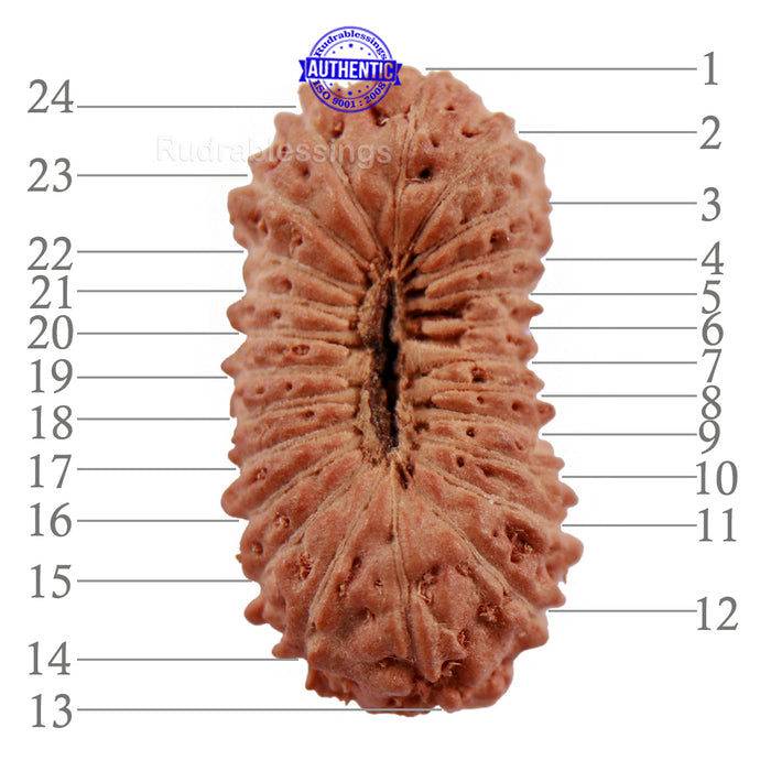 24 Mukhi Rudraksha from Indonesia - Bead No. K