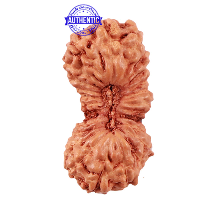 24 Mukhi Rudraksha from Indonesia - Bead No. M