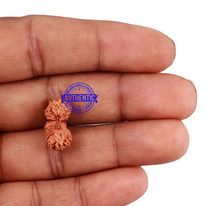 24 Mukhi Rudraksha from Indonesia - Bead No. M