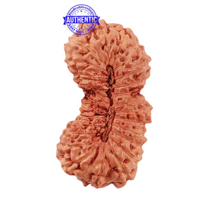 24 Mukhi Rudraksha from Indonesia - Bead No. M