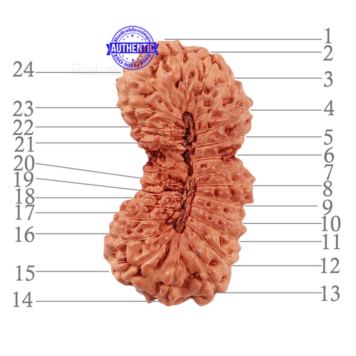 24 Mukhi Rudraksha from Indonesia - Bead No. M