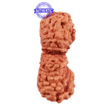 Load image into Gallery viewer, 24 Mukhi Rudraksha from Indonesia - Bead No. M
