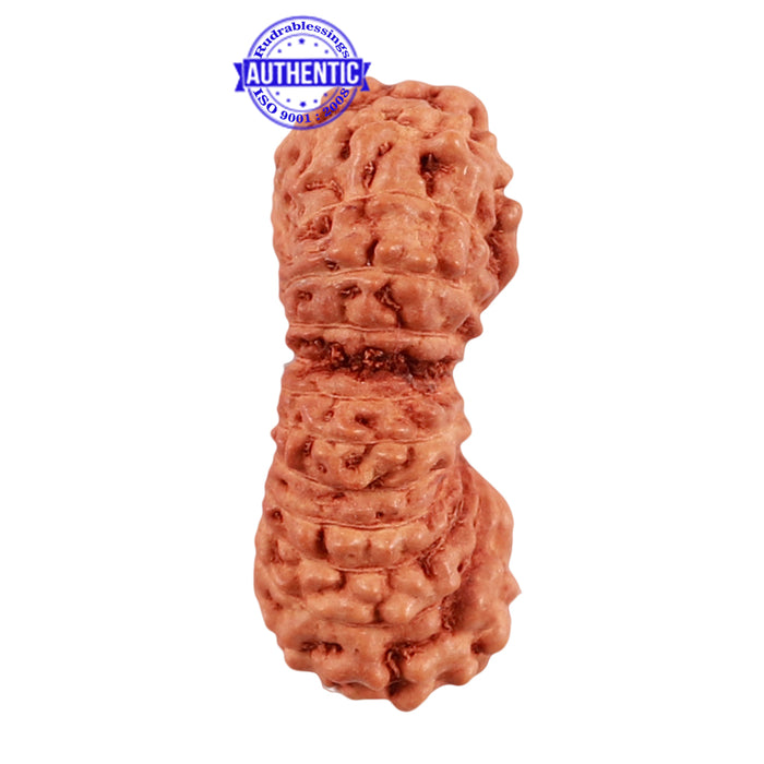 24 Mukhi Rudraksha from Indonesia - Bead No. M