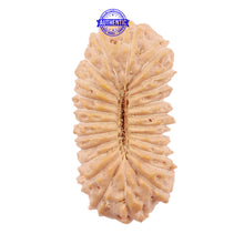 Load image into Gallery viewer, 24 Mukhi Rudraksha from Indonesia - Bead No. O
