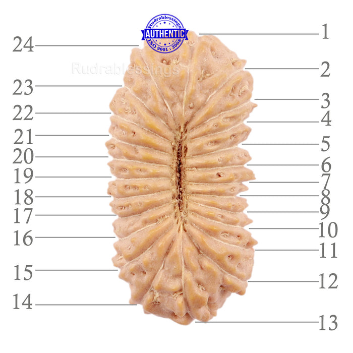 24 Mukhi Rudraksha from Indonesia - Bead No. O