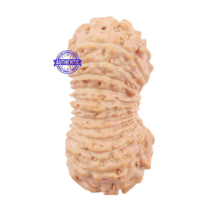 24 Mukhi Rudraksha from Indonesia - Bead No. O