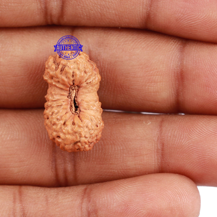 24 Mukhi Rudraksha from Indonesia - Bead No. P