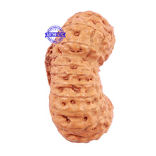 Load image into Gallery viewer, 24 Mukhi Rudraksha from Indonesia - Bead No. P

