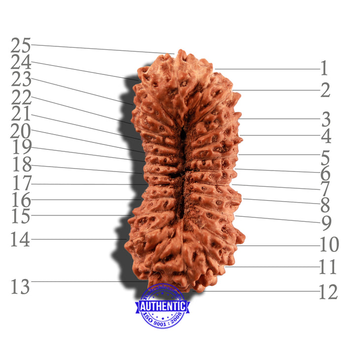 25 Mukhi Rudraksha from Indonesia - Bead No. O