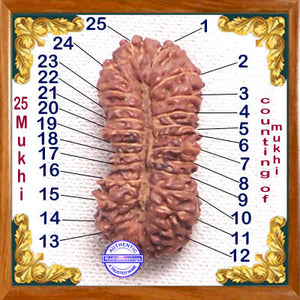 25 Mukhi Rudraksha from Indonesia