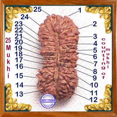 25 Mukhi Rudraksha from Indonesia