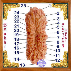 25 Mukhi Rudraksha from Indonesia