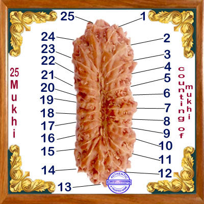 25 Mukhi Rudraksha from Indonesia