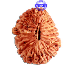 Load image into Gallery viewer, 25 Mukhi Rudraksha from Indonesia Bead No. P
