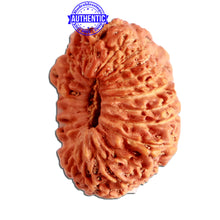 Load image into Gallery viewer, 25 Mukhi Rudraksha from Indonesia Bead No. P
