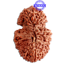 Load image into Gallery viewer, 25 Mukhi Rudraksha from Indonesia Bead No. Q
