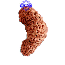 Load image into Gallery viewer, 25 Mukhi Rudraksha from Indonesia Bead No. Q
