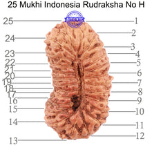 Load image into Gallery viewer, 25 Mukhi Rudraksha from Indonesia - Bead No. H
