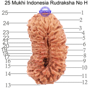 25 Mukhi Rudraksha from Indonesia - Bead No. H