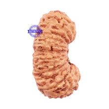 Load image into Gallery viewer, 25 Mukhi Rudraksha from Indonesia - Bead No. H
