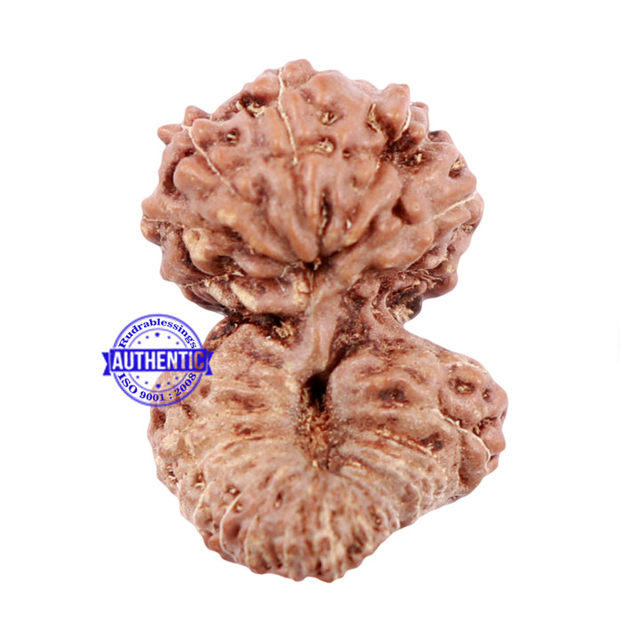 25 Mukhi Rudraksha from Indonesia - Bead No. i