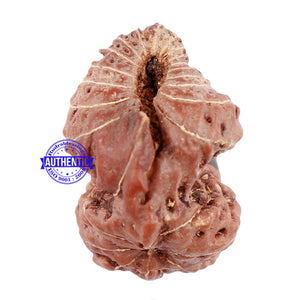 25 Mukhi Rudraksha from Indonesia - Bead No. i