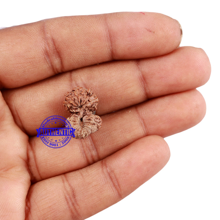 25 Mukhi Rudraksha from Indonesia - Bead No. i