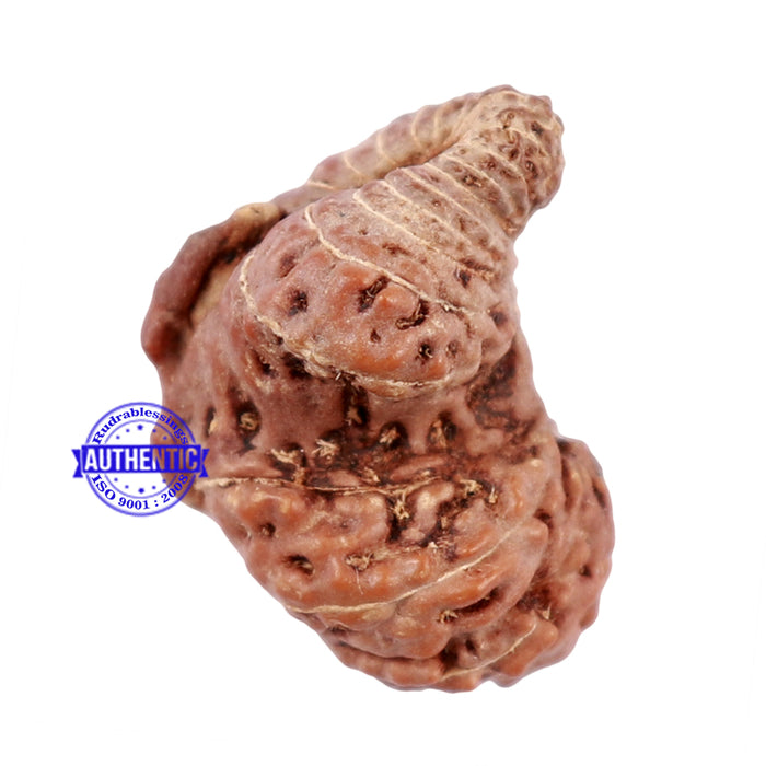 25 Mukhi Rudraksha from Indonesia - Bead No. i