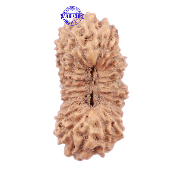 25 Mukhi Rudraksha from Indonesia - Bead No. J