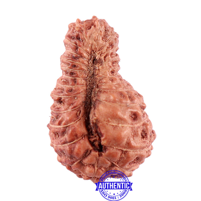 25 Mukhi Rudraksha from Indonesia - Bead No. L