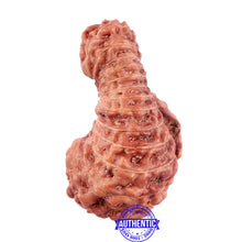 Load image into Gallery viewer, 25 Mukhi Rudraksha from Indonesia - Bead No. L
