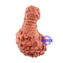 Load image into Gallery viewer, 25 Mukhi Rudraksha from Indonesia - Bead No. L
