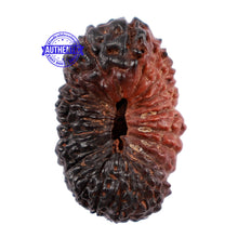 Load image into Gallery viewer, 25 Mukhi Rudraksha from Indonesia - Bead No. K
