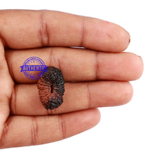 Load image into Gallery viewer, 25 Mukhi Rudraksha from Indonesia - Bead No. K
