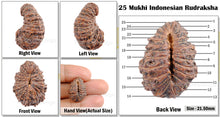 Load image into Gallery viewer, 25 Mukhi Rudraksha from Indonesia
