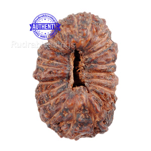 25 Mukhi Rudraksha from Indonesia