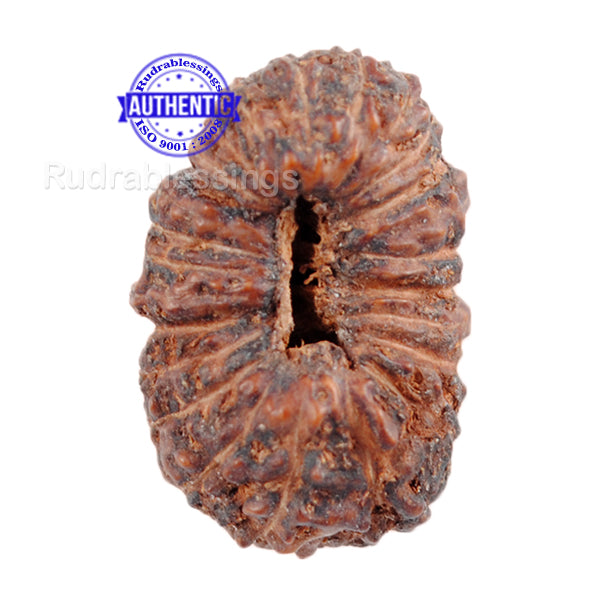 25 Mukhi Rudraksha from Indonesia
