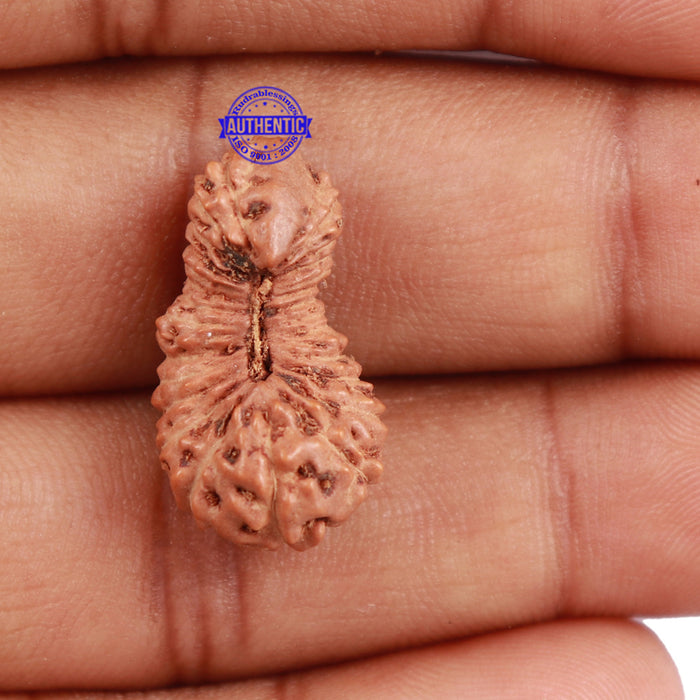 26 Mukhi Rudraksha from Indonesia - Bead No. N