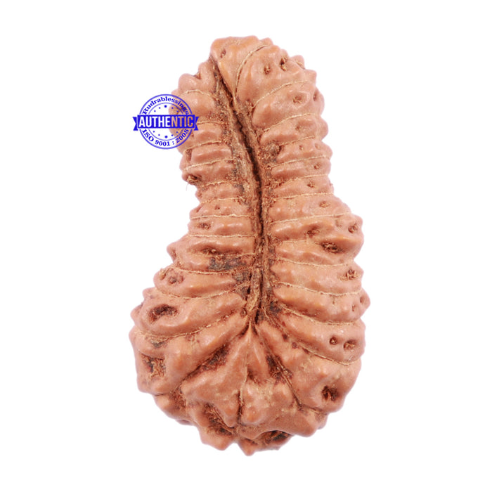 26 Mukhi Rudraksha from Indonesia - Bead No. N