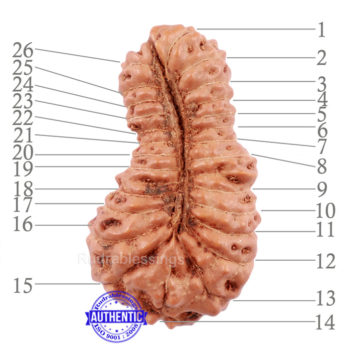 26 Mukhi Rudraksha from Indonesia - Bead No. N