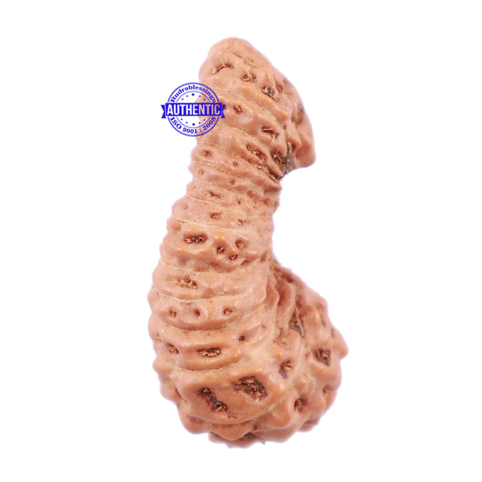 26 Mukhi Rudraksha from Indonesia - Bead No. N