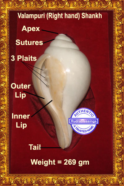 Valampuri Shankh - 269 gms