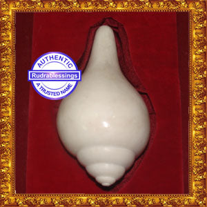 Valampuri Shankh - 269 gms