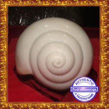 Load image into Gallery viewer, Valampuri Shankh - 269 gms
