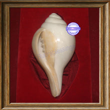 Load image into Gallery viewer, Valampuri Shankh - 269 gms
