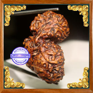 26 Mukhi Gaurishankar Rudraksha from Indonesia
