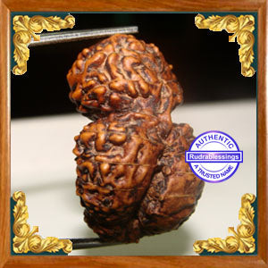 26 Mukhi Gaurishankar Rudraksha from Indonesia