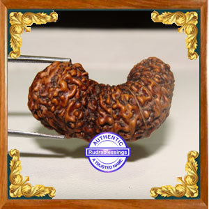 26 Mukhi Gaurishankar Rudraksha from Indonesia