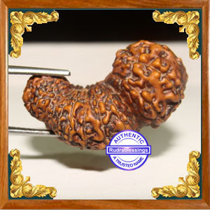 26 Mukhi Gaurishankar Rudraksha from Indonesia