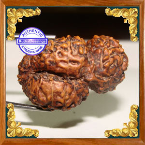 26 Mukhi Gaurishankar Rudraksha from Indonesia